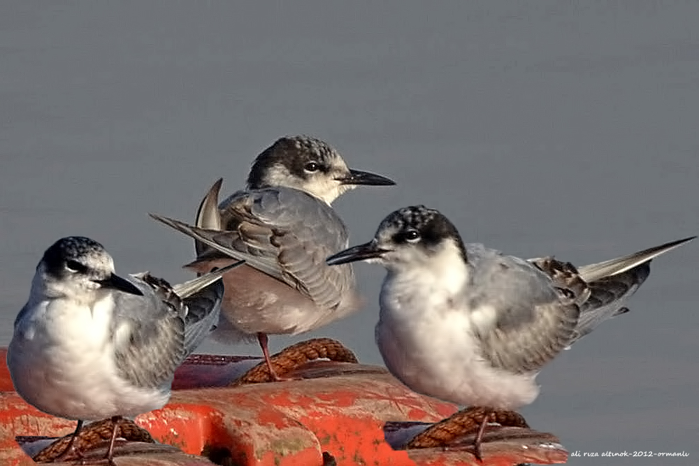 Whiskered Tern