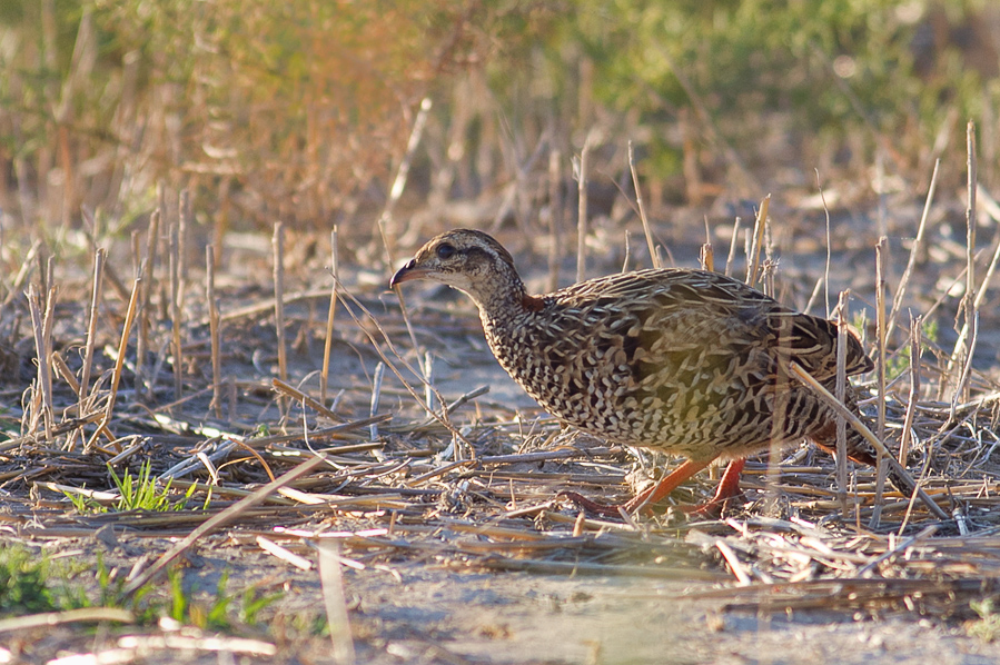 Black Francolin