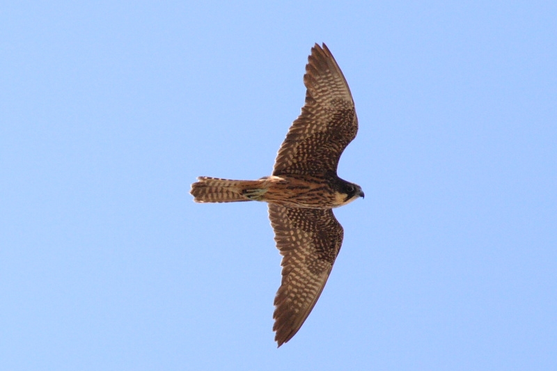 Eleonora`s Falcon