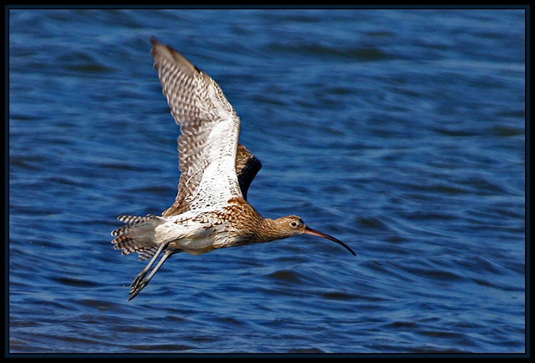 Eurasian Curlew