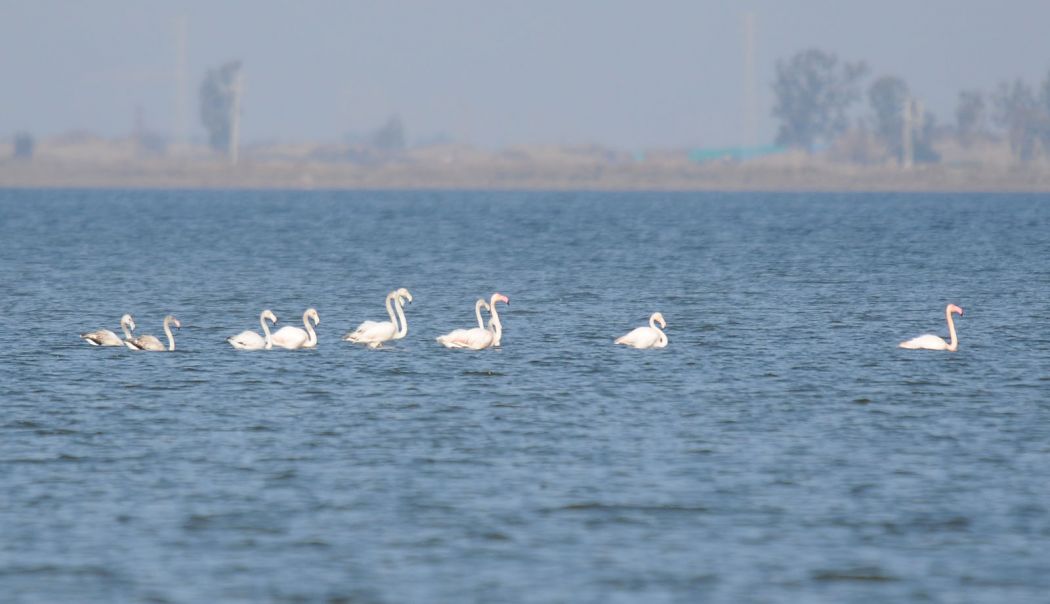 Flamingo