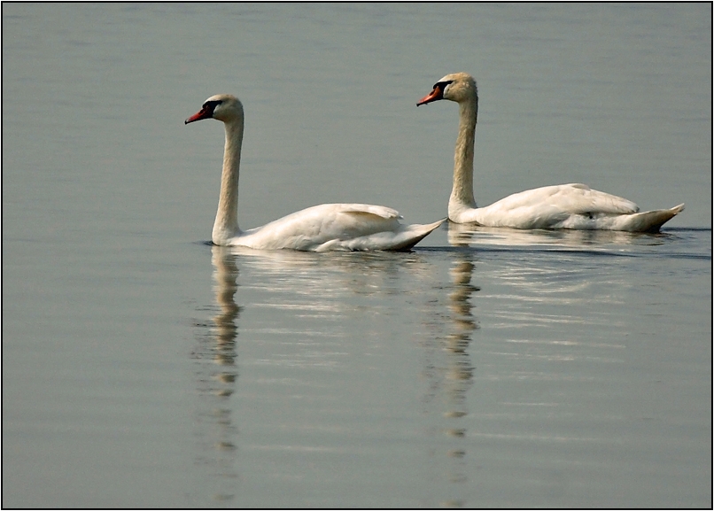 Mute Swan