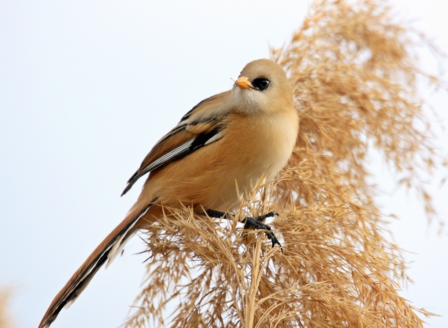 Bearded Reedling