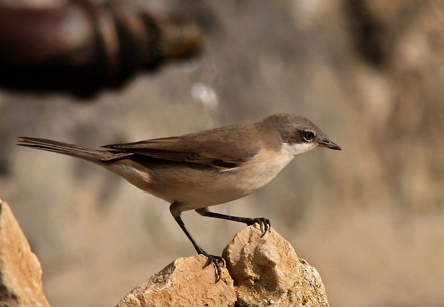 Lesser Whitethroat