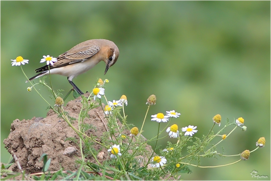 Northern Wheatear