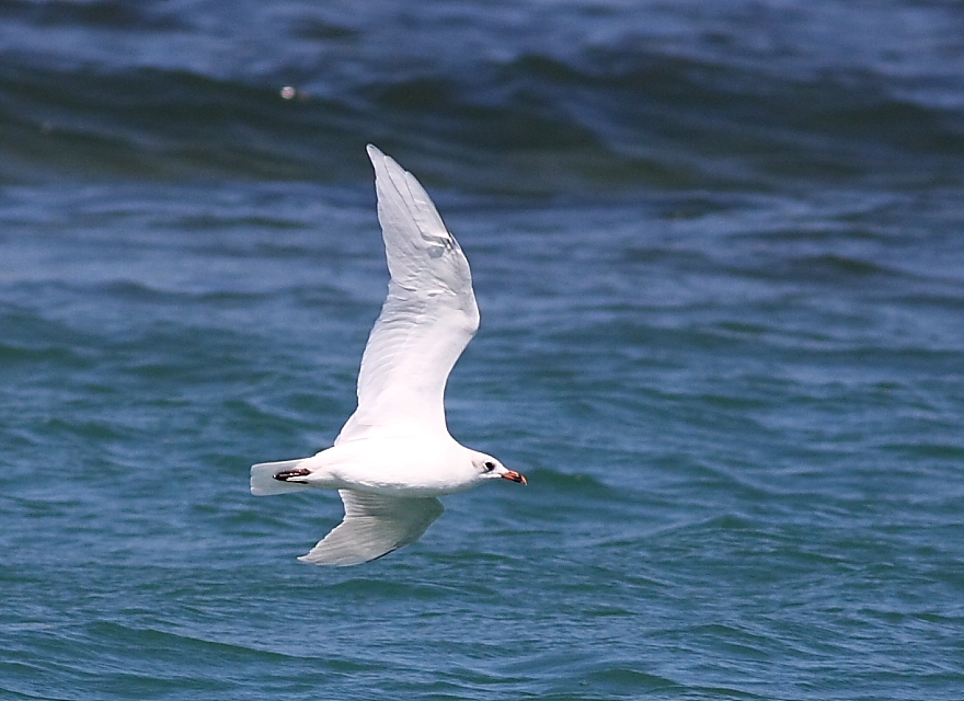 Mediterranean Gull