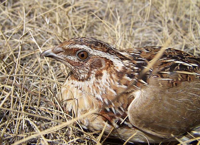 Common Quail