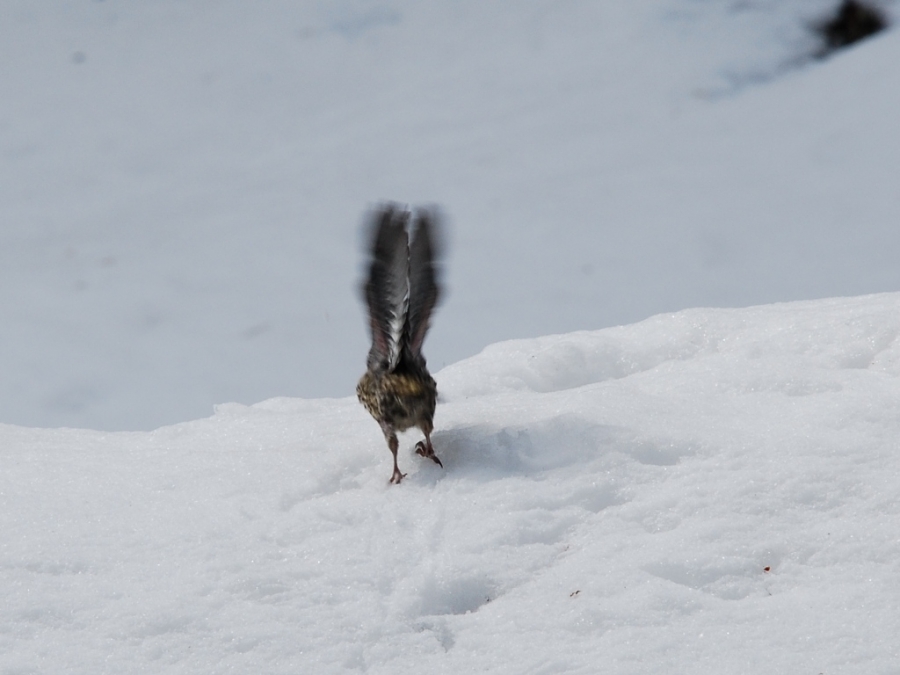 Red Crossbill