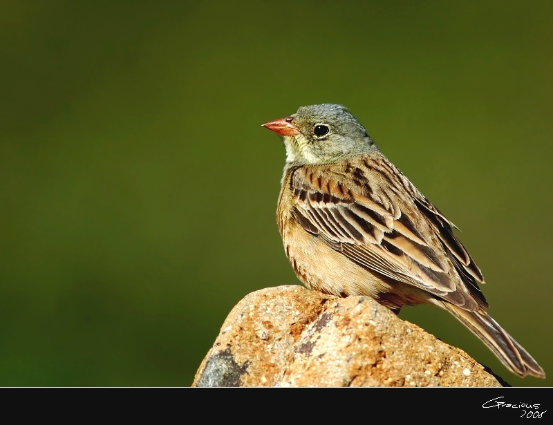 Ortolan Bunting