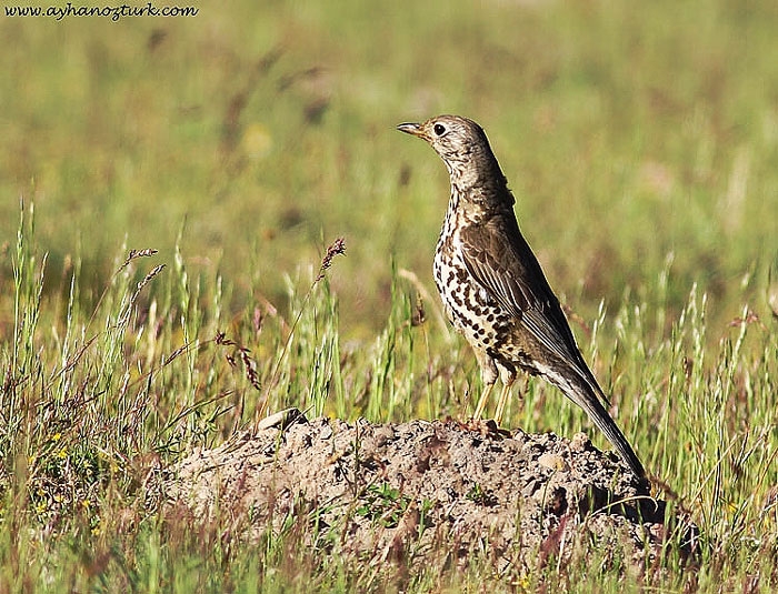 Mistle Thrush