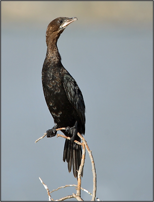 Pygmy Cormorant