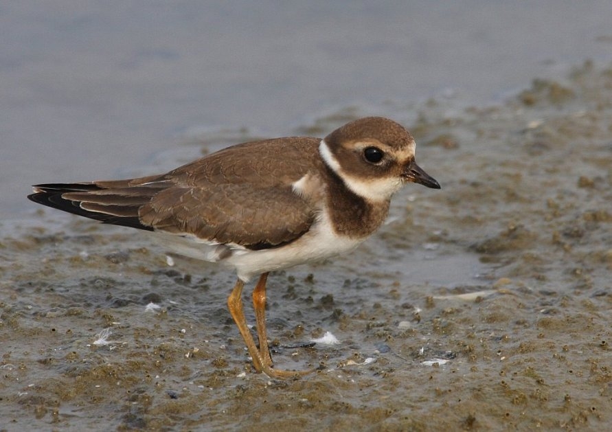 Common Ringed Plover