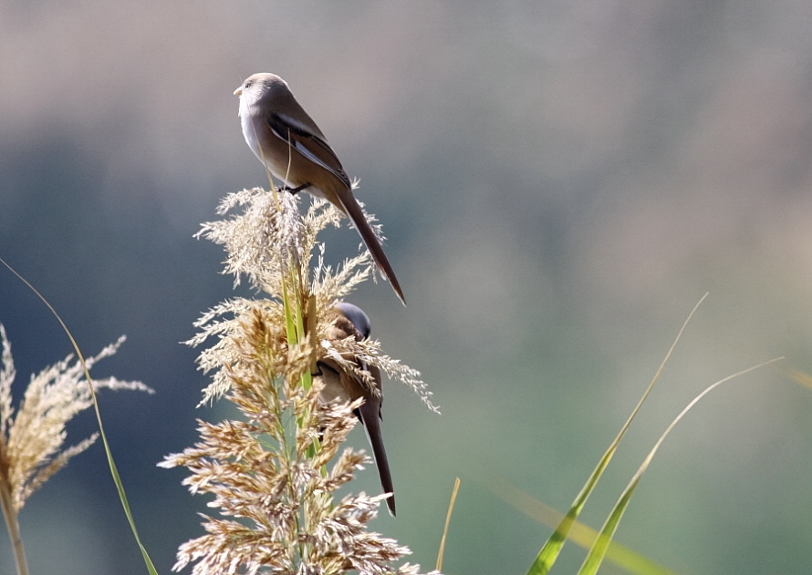 Bearded Reedling