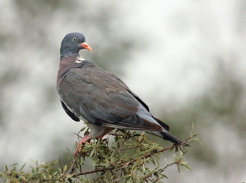 Common Wood Pigeon
