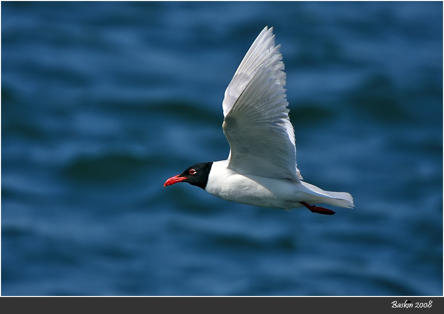Mediterranean Gull