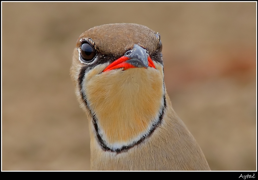 Collared Pratincole