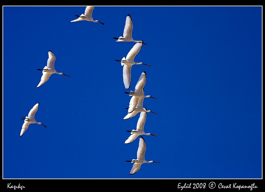 Eurasian Spoonbill