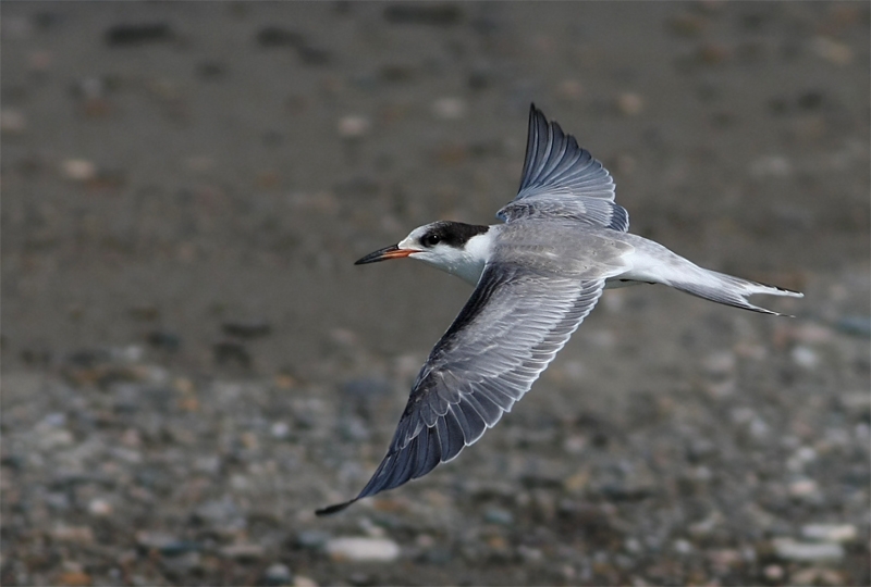 Common Tern