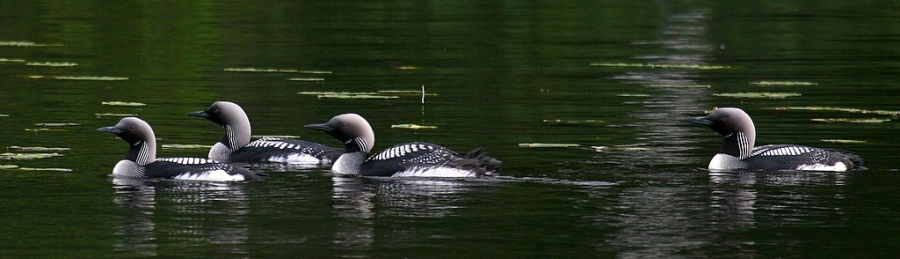 Black-throated Loon