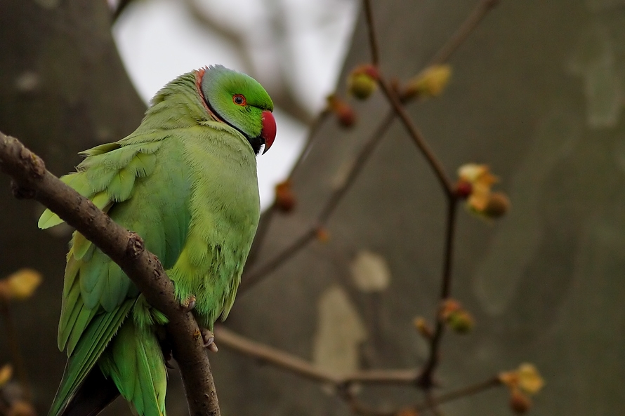 Rose-ringed Parakeet