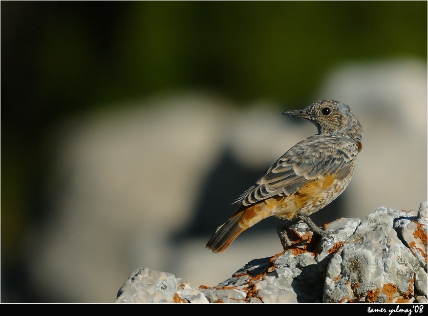 Common Rock Thrush
