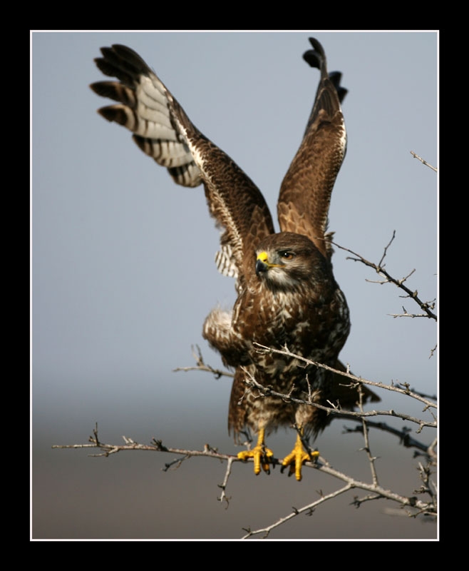 Common Buzzard