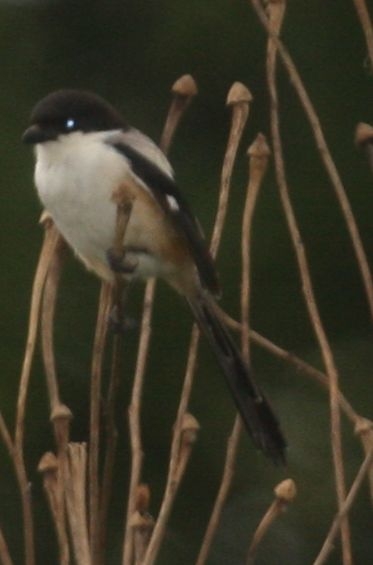 Long-tailed Shrike