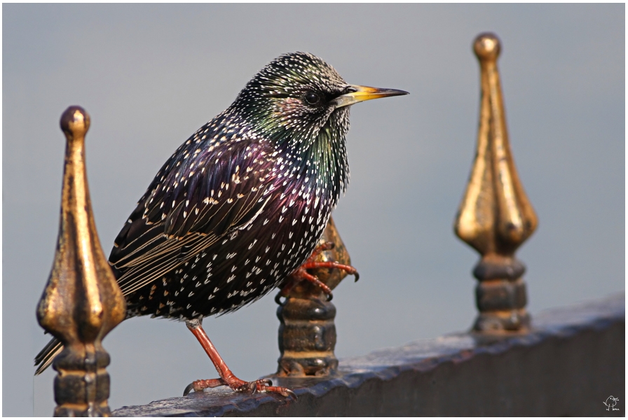 Common Starling