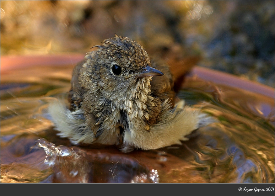 Common Nightingale