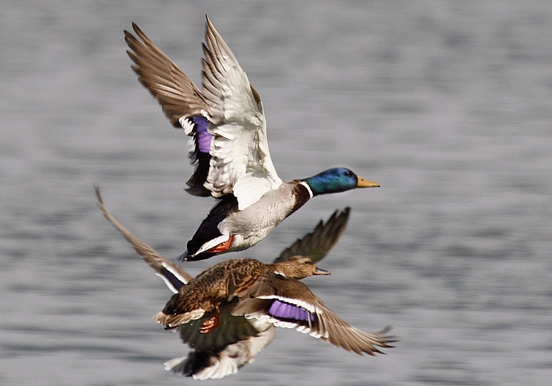 Mallard