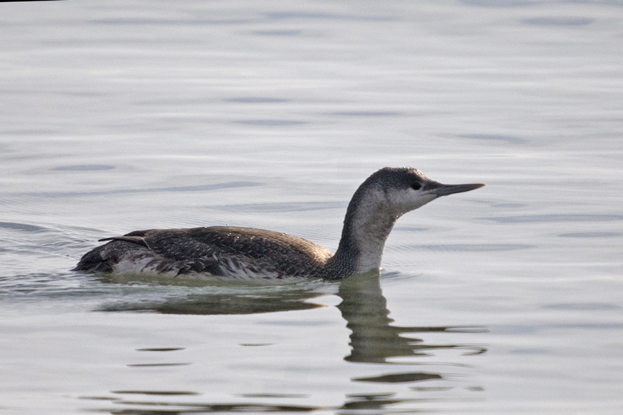 Red-throated Loon