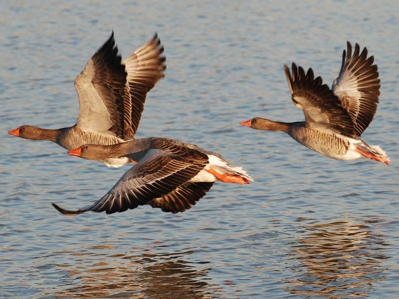 Greylag Goose