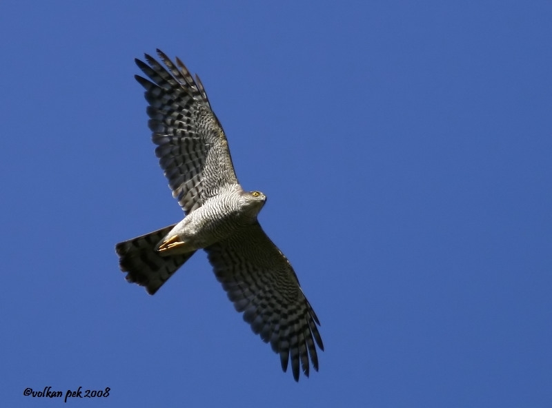 Eurasian Sparrowhawk