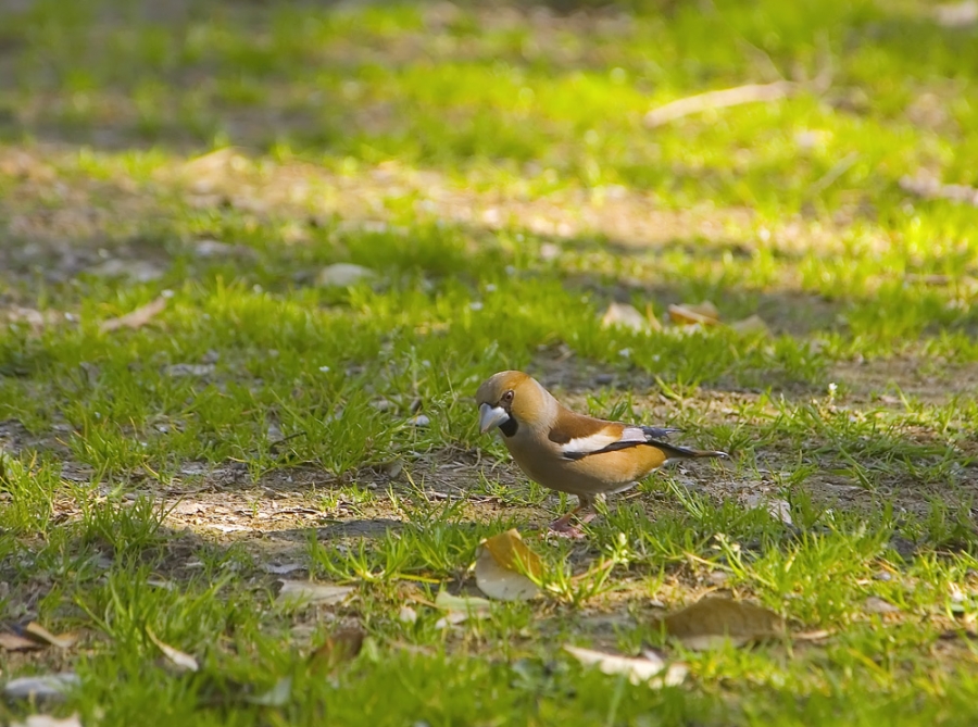 Hawfinch