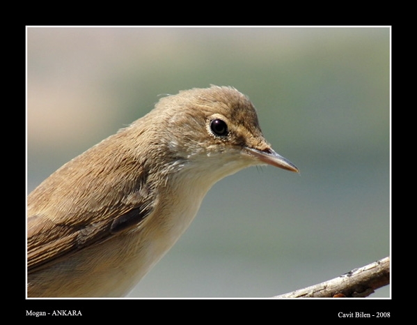 Common Reed Warbler