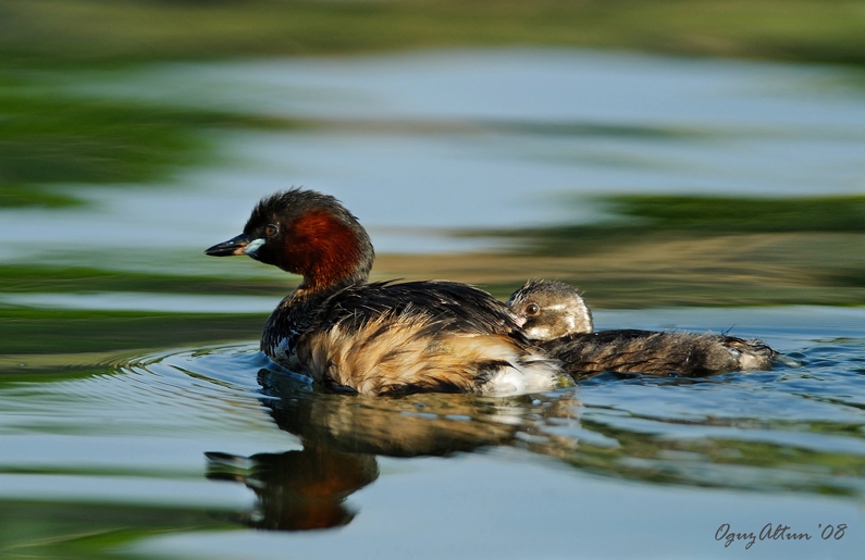 Little Grebe