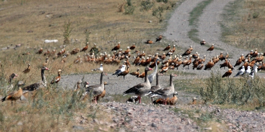 Greylag Goose