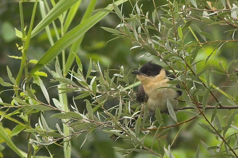 Great Spotted Cuckoo