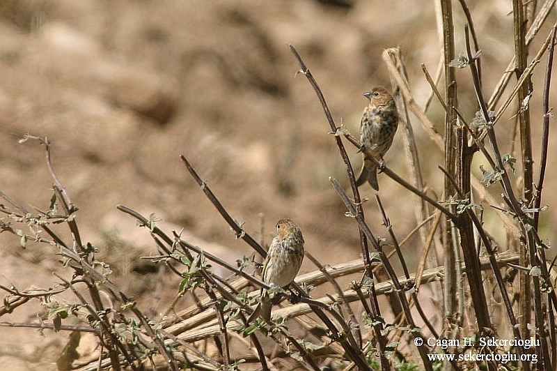 Red-fronted Serin