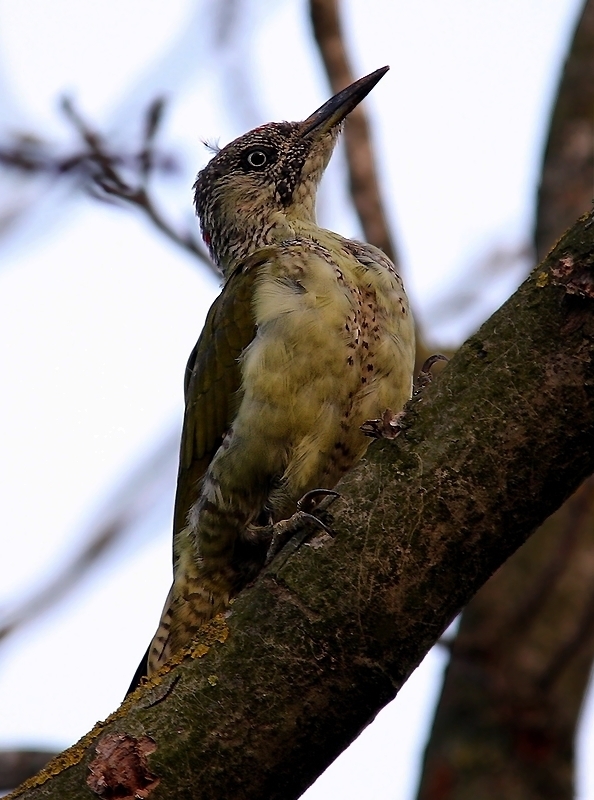 European Green Woodpecker