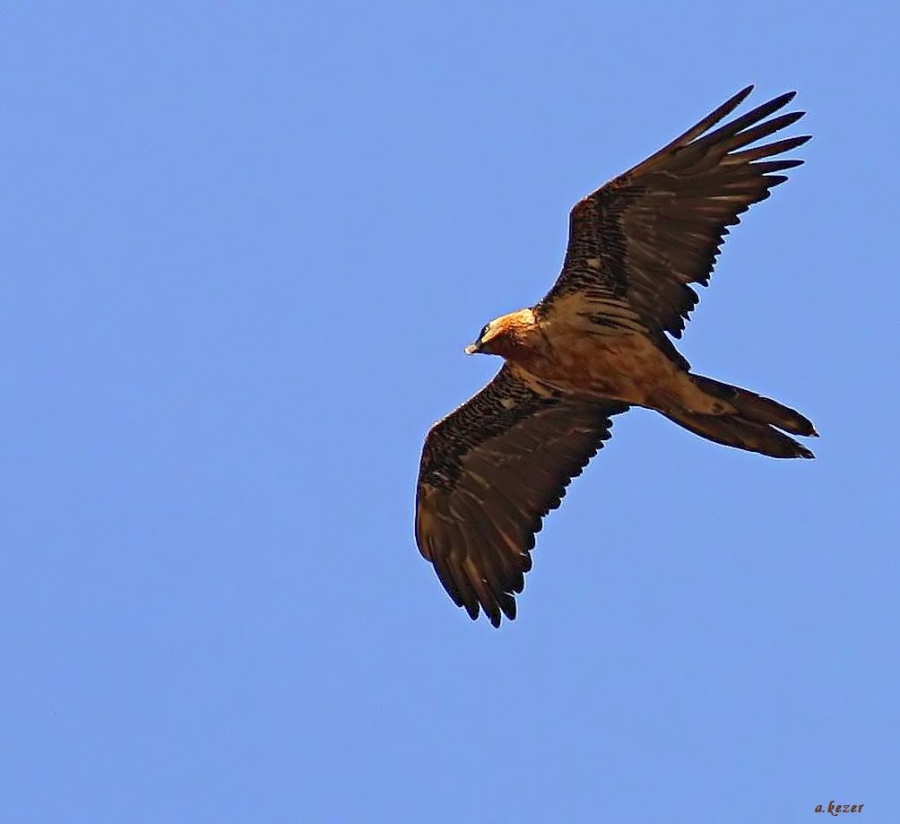 Bearded Vulture