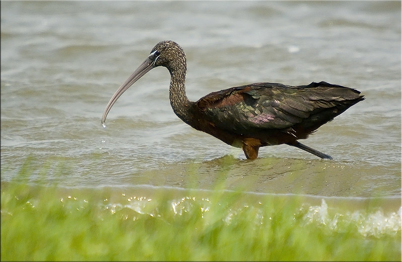 Glossy Ibis