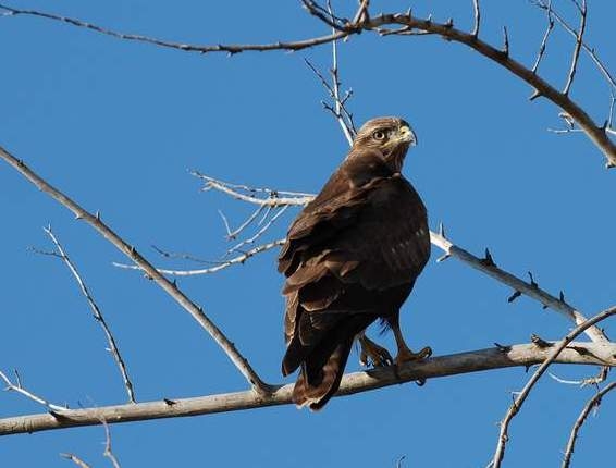 Common Buzzard