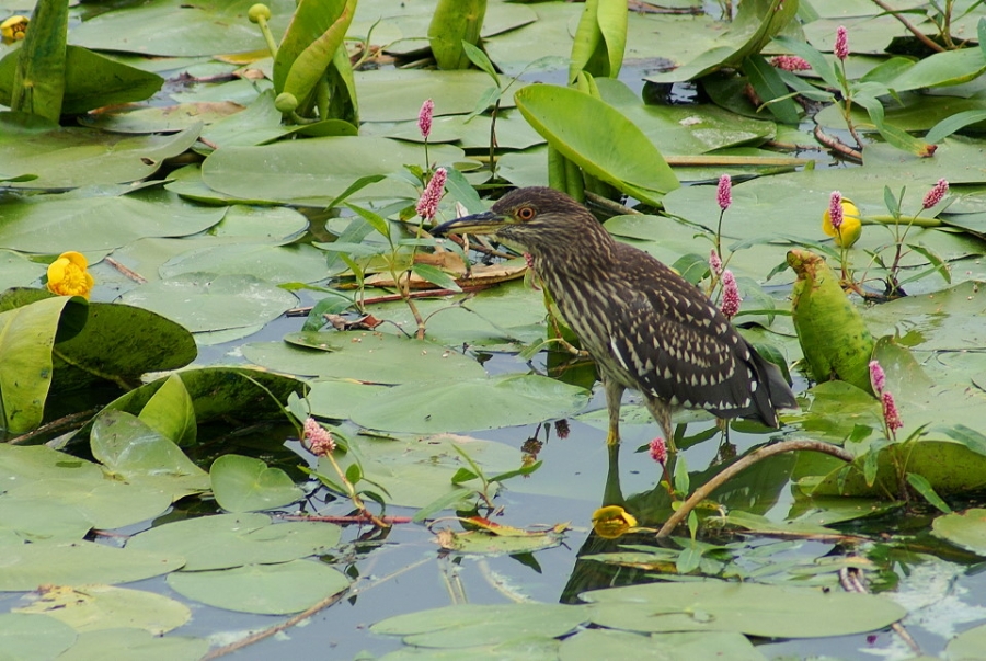 Black-crowned Night Heron