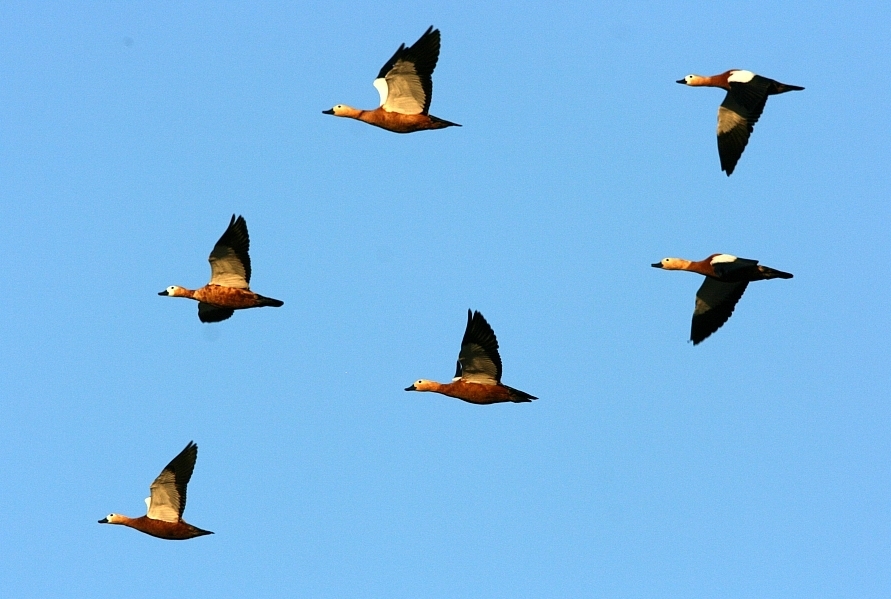 Ruddy Shelduck