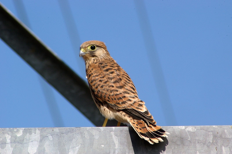 Common Kestrel