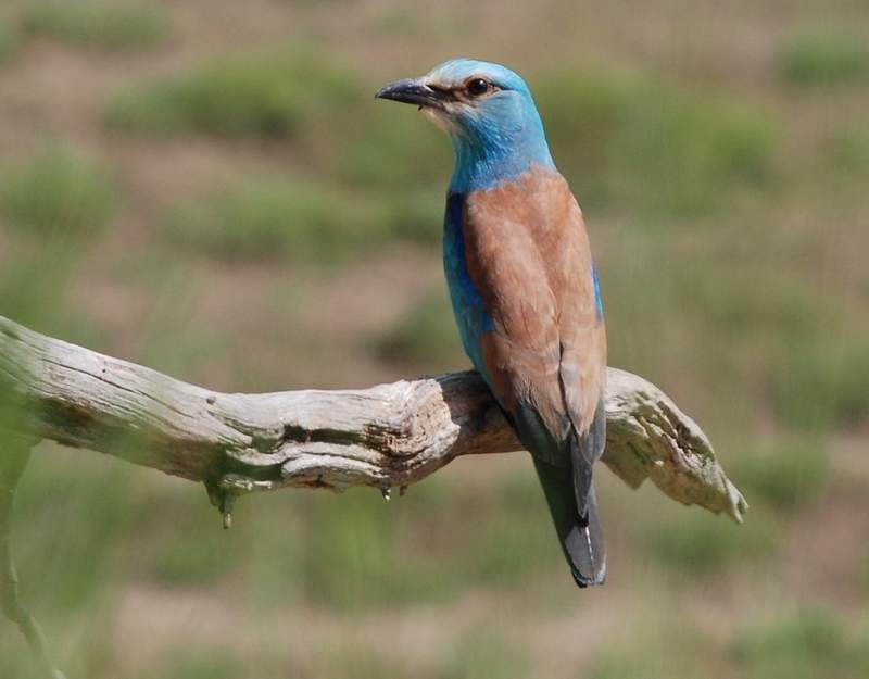 European Roller