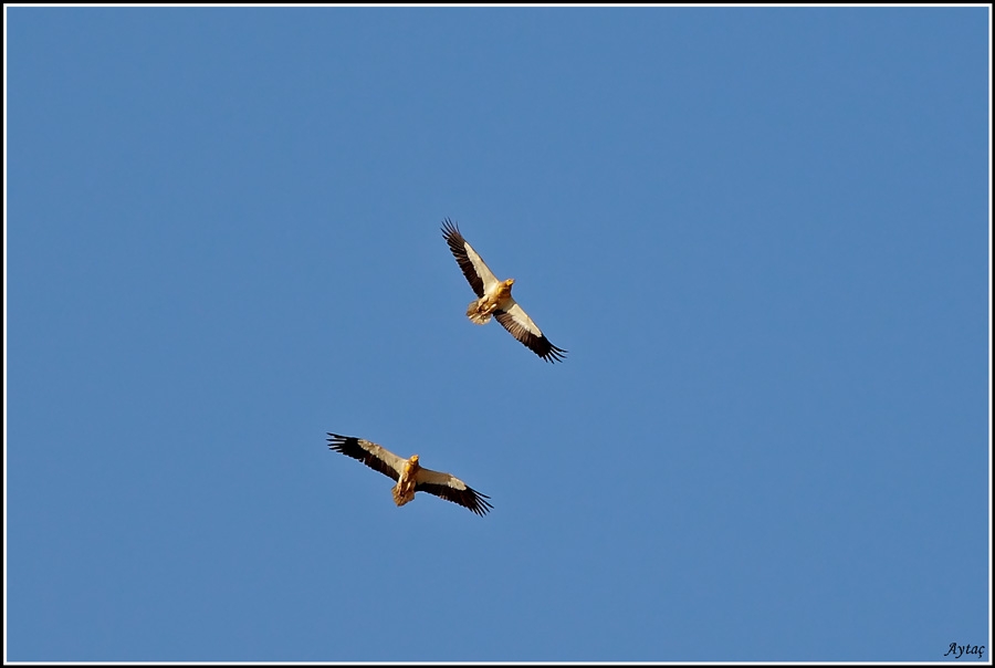 Egyptian Vulture