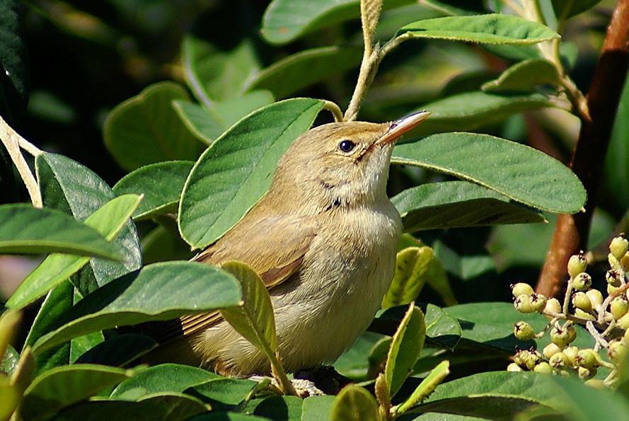 Eastern Olivaceous Warbler