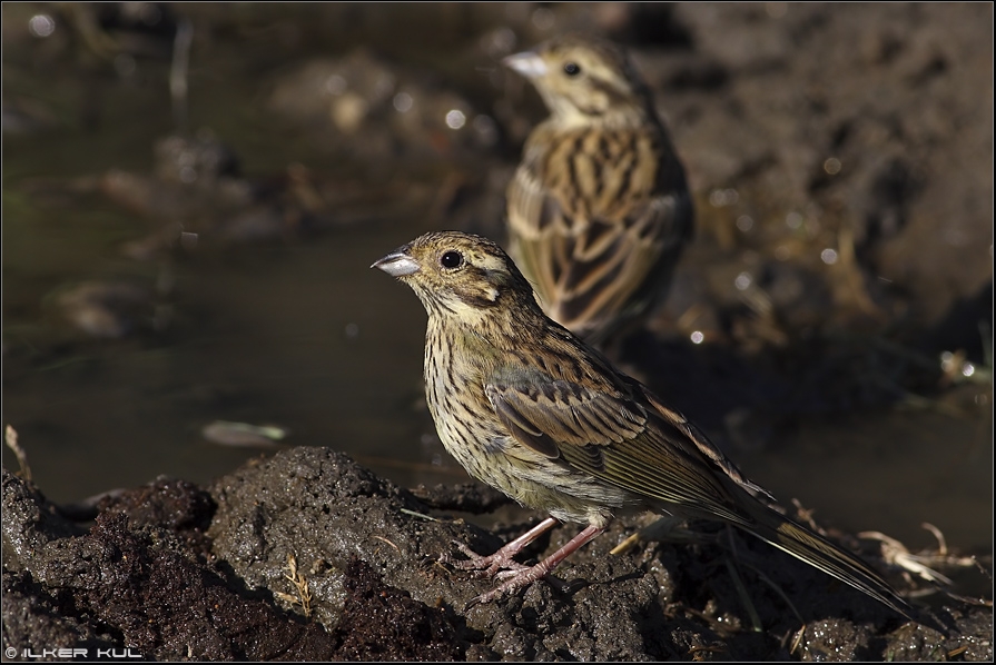 Cirl Bunting
